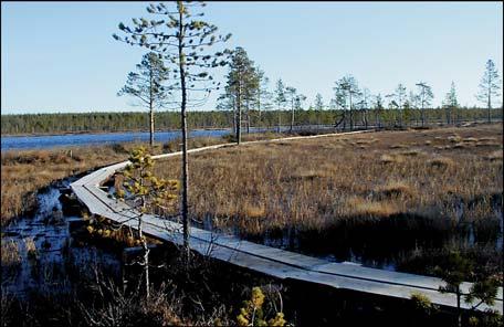 Lintudirektiivilajeja järvillä pesii kymmenen: kuikka, joutsen, uivelo, kurki, suokukko, liro, vesipääsky, pikkulokki, lapintiira ja sinirinta.