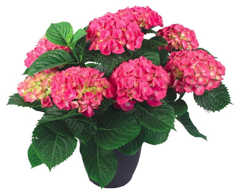 -25 % Koko 25 cm