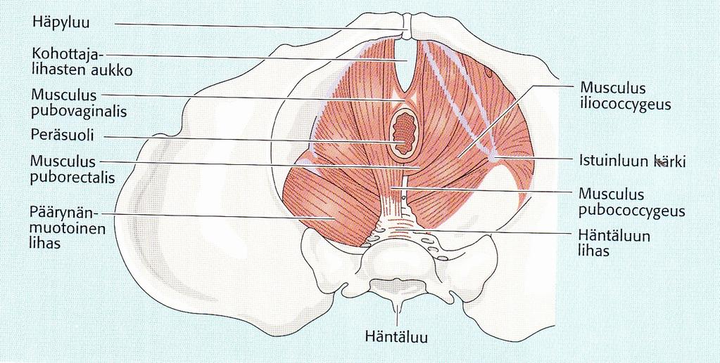 14 KUVA 3 Lantion välipohjan lihakset (Höfler, 2001, 12) 5.2.2 Lantion alapohja (Diaphragma urogenitale) Lantion alapohja on keskimmäinen lantion lihaskerros.