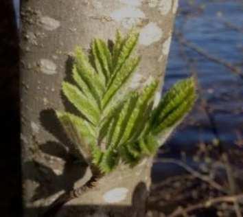 KESÄISEN HÄMEEN LUONTO, Hämeenlinna Kanta-Hämeen kesäinen luonto ja historialliset maisemat ovat Suomen ainutlaatuinen kokonaisuus.