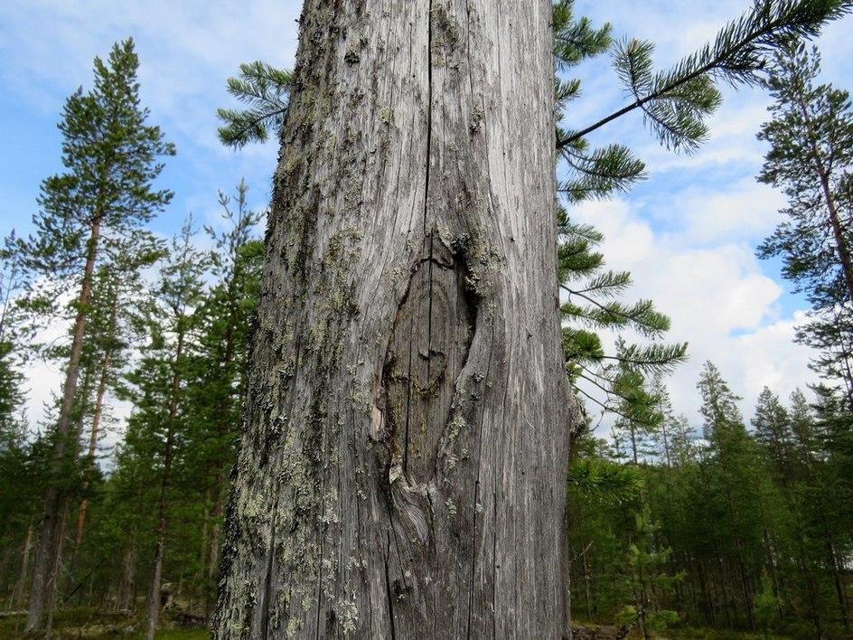 16 2. Hiisiperänlampi Mj-rekisteri: Laji: Tyyppi: Tyypin tarkenne: Ajoitus yleinen: Lukumäärä: Rauhoitusluokkaehdotus: kulttuuriperintökohde työ- ja valmistuspaikat leimapuut uusi aika 3 -