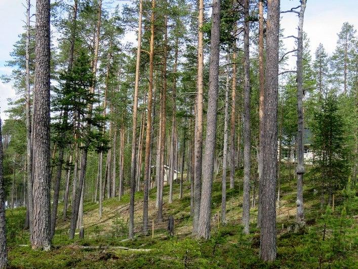 tasainen rantavyöhyke on soistunut; varttunutta