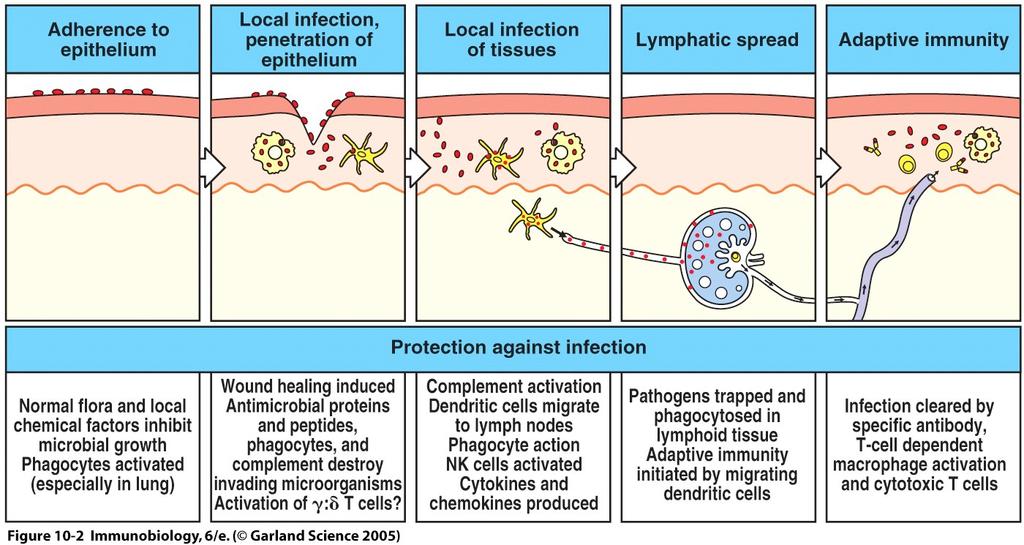 interaktio ligandinsa kanssa, joka sekin laukaisee T-soluissa apoptoosia. Kun immuunivastetta ajavaa antigeenia ei enää ole tarjolla, sammuu vaste nopeasti.
