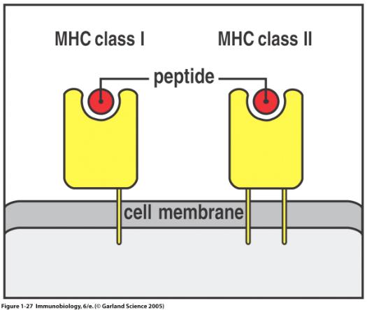 Ihmisen MHC-proteiinit tunnetaan nimellä HLA, ja monet HLA-alleelit ovat tärkeitä riskitekijöitä immunologisten tautien synnyssä. MHC luokka I-molekyylejä on kaikkien tumallisten solujen pinnalla.