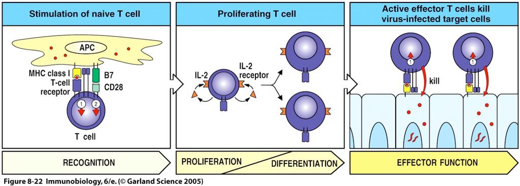 6 Aktivaation jälkeen etenkin CD4-positiiviset auttaja-t-solut alkavat tuottaa IL-2:ta (interleukiini), joka on T- soluille välttämätön liukoinen kasvutekijä.