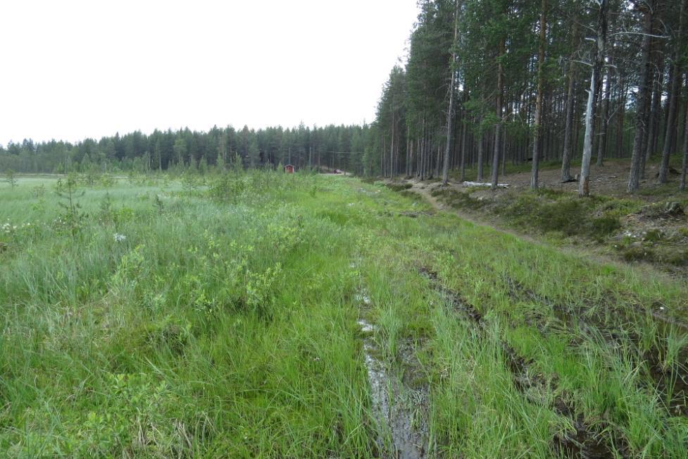 6 Kuva 2 Kivennäismaan reuna osaa, merkkejä luhtaisuudesta. Kesäreitti ja mönkijöiden jälkiä. 3.2 Alueen arviointi Kivennäismaa ja nevaosa eivät ole luonnontilaisia.