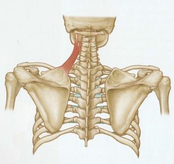 Kuva 4. Levator scapulae (Ylinen 2010, 195) (liite 3) Kun lapaluun kohottajalihas työskentelee yhdessä epäkäslihaksen kanssa, nostaa se lapaluuta ja vetää kohti selkärankaa (retraktio).