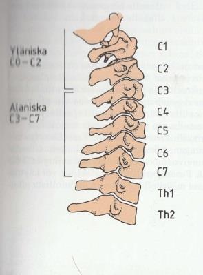 Kuva 1. Yläniska C0- C2 ja keski-ja alaniska C3- C7 (Lindgren 2002) Kaularangan liike perustuu suurelta osin kahden ylimmän nikaman liikkeeseen (kuva 2).