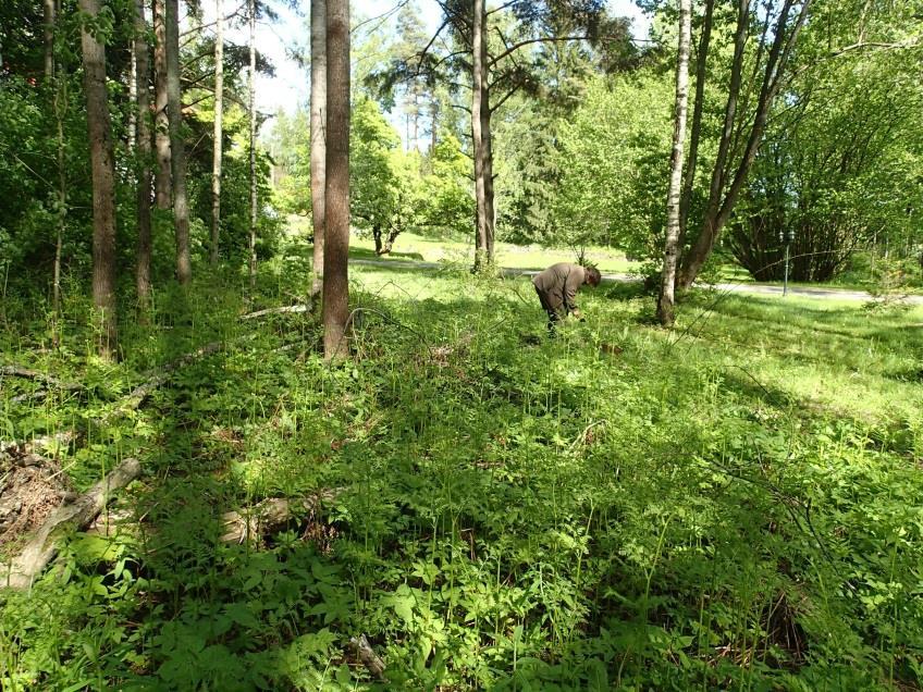 5 Alueen kaakkoisrajaa, itään.