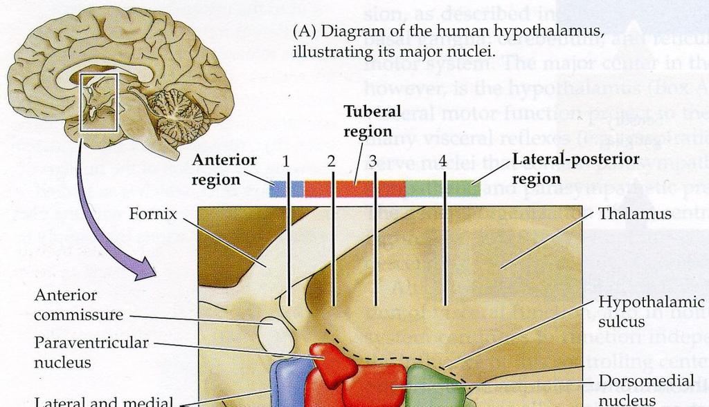 Hypotalamuksen tumakkeet anteriorposterior suunnassa