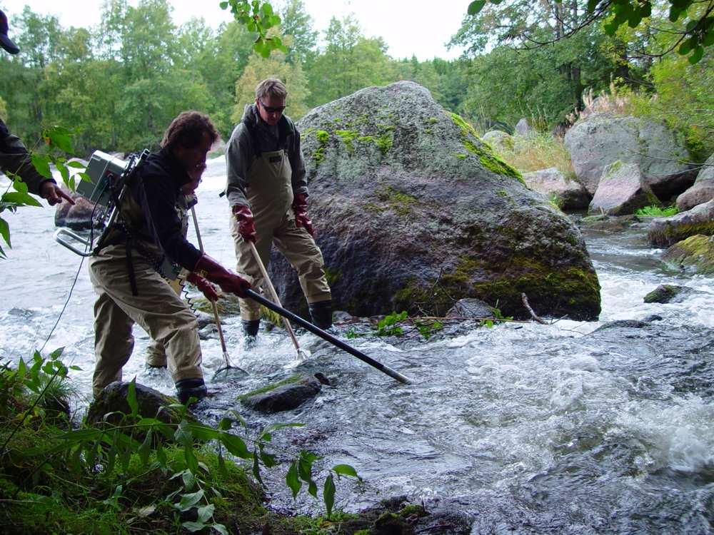 DNA-tutkimukset Karjaanjoki LIFE