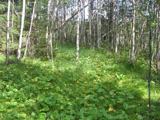 heinäkorpi ojikko.