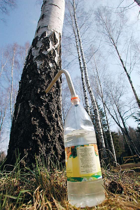 vähese aja jooksul mahlatilk ilmub, võibki puuri järele minna.