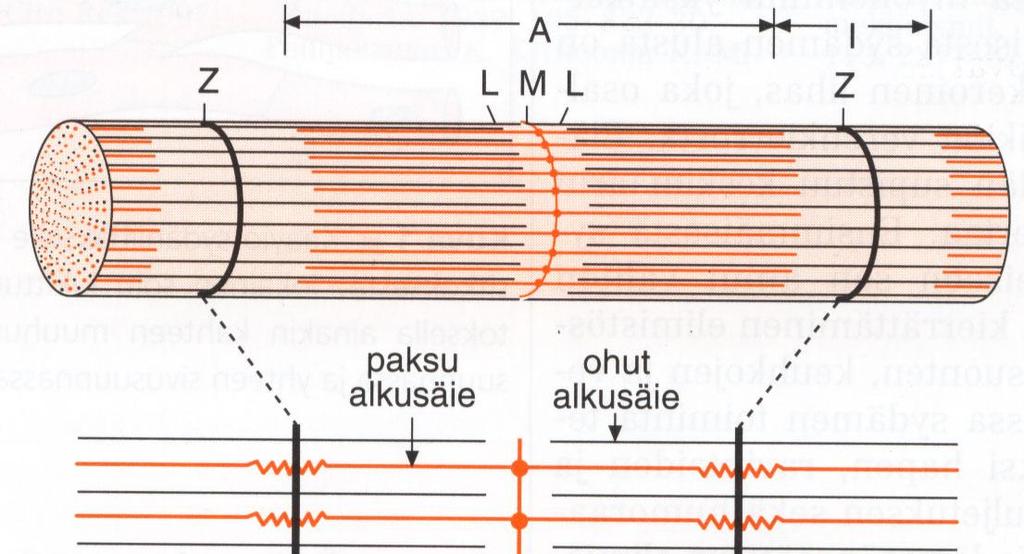 SYDÄNLIHASSOLUN PROTEIINISÄIKEET (= alkusäikeet = myofilamentit)