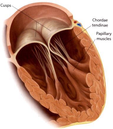 60 ml ejektiofraktio EF = SV/EDV > 55% (EDV =loppudiastolinen tilavuus) (sydämen täyttöpaine = kammiopaine diastolen