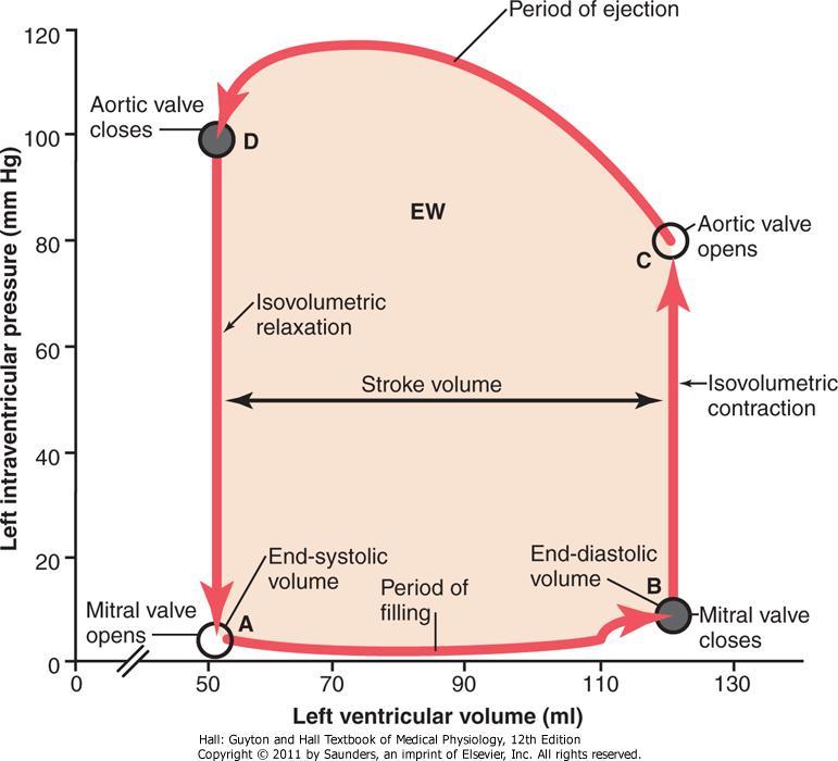 Sydämen tilavuus-paine -diagrammi EW = vasemman kammion tekemä nettotyö (net external work output) veren