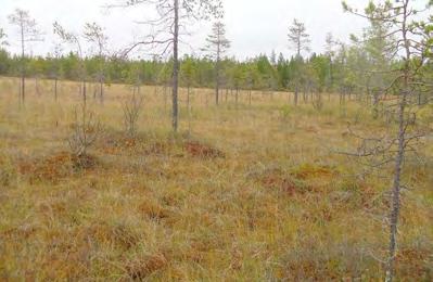 Aapasuon keskusaltaan tyypillistä vaaleasararimpinevaa ja laajenevan väli-rimpipinta-aavan avaruutta Soidinrämeellä, 18 m mpy (kohde 25).