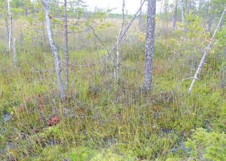 Ulkusuon itäpuolisen suon (kohde 34) distaali- eli vesienlaskualue. Korkeustasolla IV (10 20 m mpy) eli ns.