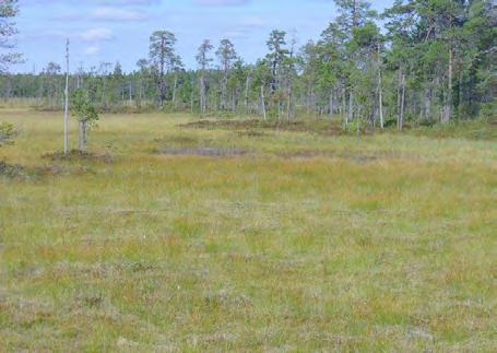 Aapasuon syrjäosan oligotrofista kalvakkanevaa Lakkasuolla (kohde 39) korkeustasolla 40 60 m mpy.