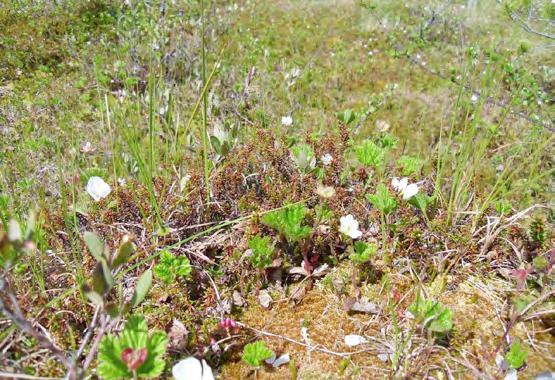 Kuva 44. Toinen yleinen suokasvilaji, lakka eli hilla eli suomuurain (Rubus chamaemorus). Pohjois-Pohjanmaan liitto.