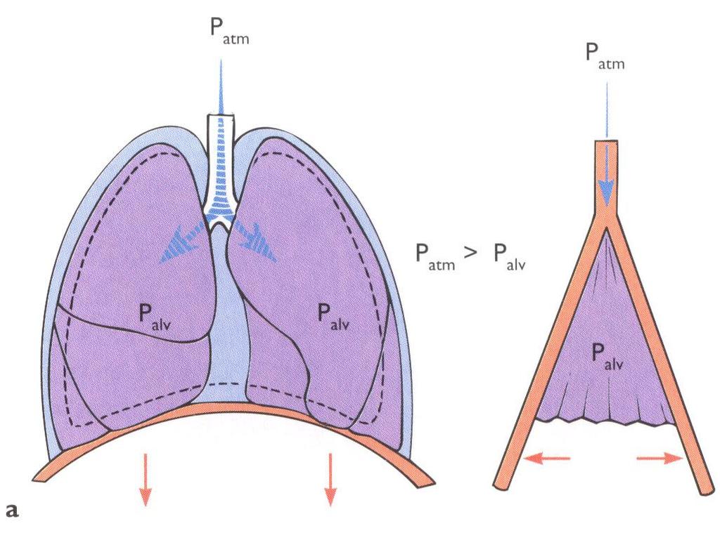 Keuhkot toimivat imupumppu periaatteella Sisäänhengitys on aktiivinen tapahtuma.
