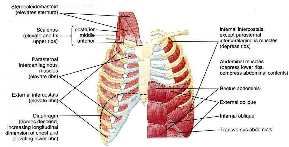 2 HENGITYSLIHAKSET 75% rintakehän laajenemisesta Sisäänhengityslihakset + abduktori(loitontaja)lihakset ylempien hengitysteiden seinämissä + selän m.