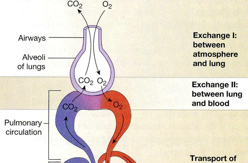 hengitystiet keuhkorakkula Keuhkoverenkierto= pieni verenkierto Vaihe 1: O 2 ja CO 2