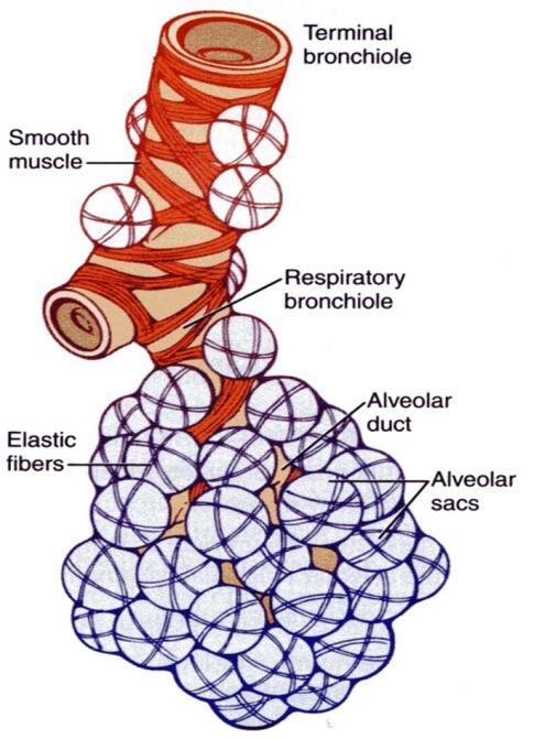 alveolit vetävät kasaanpainuneen auki Alveolien suurempi myötäävyys