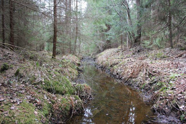 Luonnontilaisen kaltainen puro on metsälain tarkoittama erityisen tärkeä elinympäristö. KUVA 11.