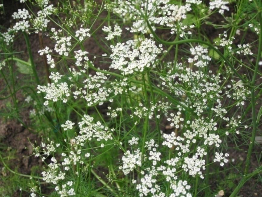 Kumina Carum carvi Tuntomerkit: Korkeus viljellyllä 15 20 cm. Kaksivuotinen sarjakukkaiskasvi. Varsi kalju, lehdet pitkäruotisia, 2 3 kertaan parilehdykkäisiä ja lehdykät kapealiuskaisia.