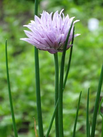 Ruohosipuli (ruoholaukka) Allium schoenoprasum Tuntomerkit: Korkeus 10 60 cm. Monivuotinen liljakasvi. Mätästävä, ruohomainen, ontto ja pitkälehtinen. Kukat sinipunaiset.