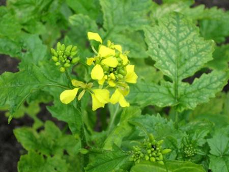 Sinapit (sareptansinappi Brassica jungea, mustasinappi Brassica nigra, keltasinappi Sinapis alba) Tuntomerkit: Korkeus 50 120 cm.