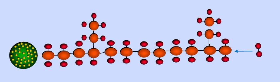 Vety katkaisee monomeeriketjun. 4.2 Polyeteeni Polyeteeni on synteettinen polymeeri.