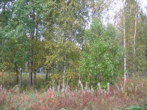 Asemanseudun osayleiskaava 6 vanomaiset poronjäkälät (Cladonia sp.) ja tierasammal (Racomitrium sp.). Metsissä näkyy selvästi metsätalouskäytön leima.