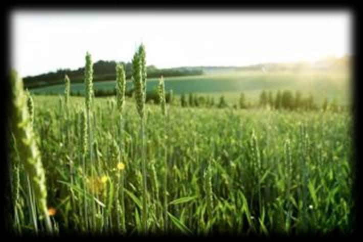 Raisioagro: Uuden ajan maatalouskauppa Agribisneksessä kilpailutilanne muuttunut Maataloustuotannon ja kotieläintuotannon rakennemuutos etenee Raisio sopeuttaa