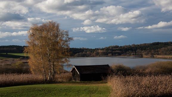Järviruoko viljelyssä - Mikäli leikattu järviruoko käytetään paikallisesti, vähennetään kuljetuksien ja käsittelyjen tarvetta.