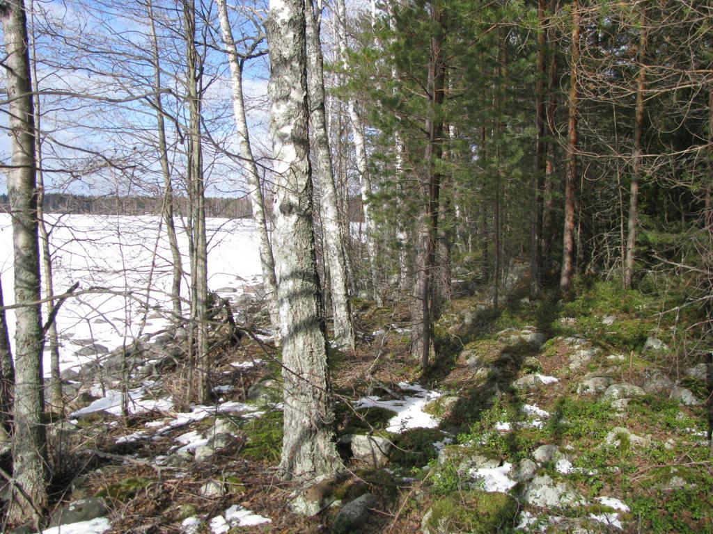 Suunnittelualueen etelä-lounaisosassa kasvaa metsälehmuksia ja ajourilla haavan taimia.