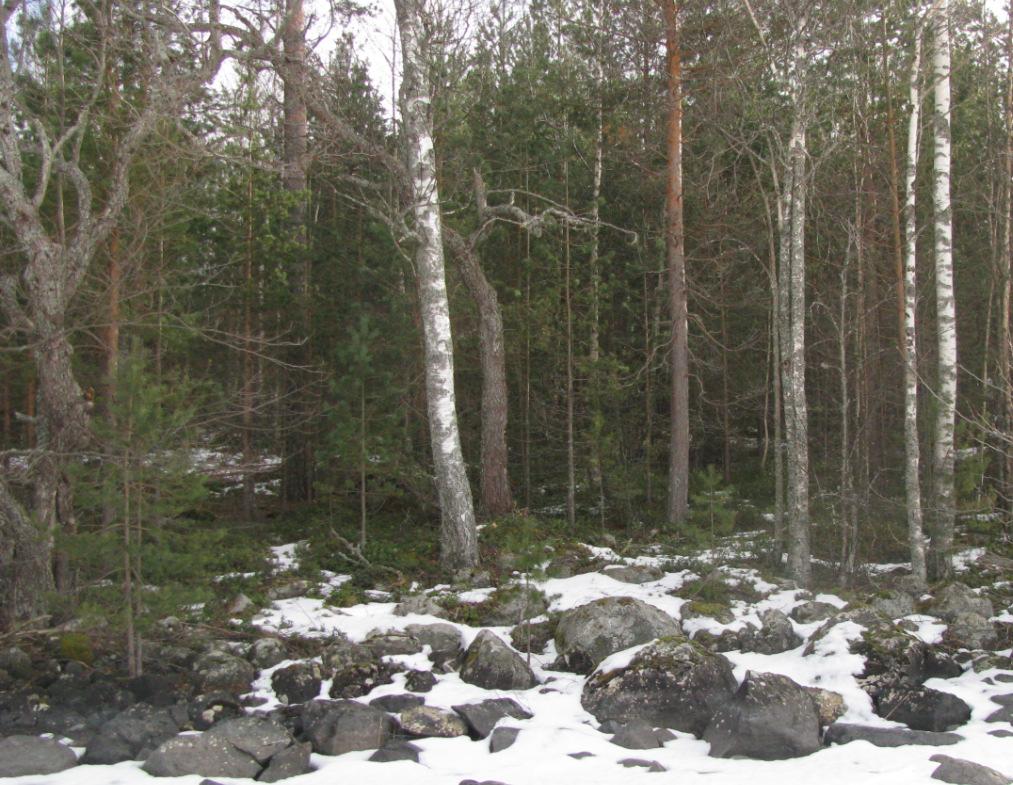 Tilan RN:o 4-96 puusto on hoitamattomampaa ja paikoin melko järeää.