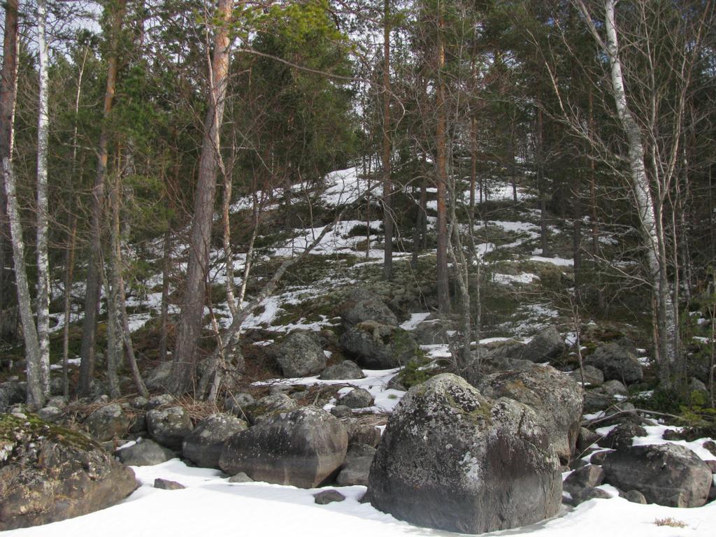 metsälehmuksia. Aivan saaren luoteiskulman rantametsän latvuskerroksessa kasvaa n. 30-vuotiasta koivua ja mäntyä (Kuva 5).