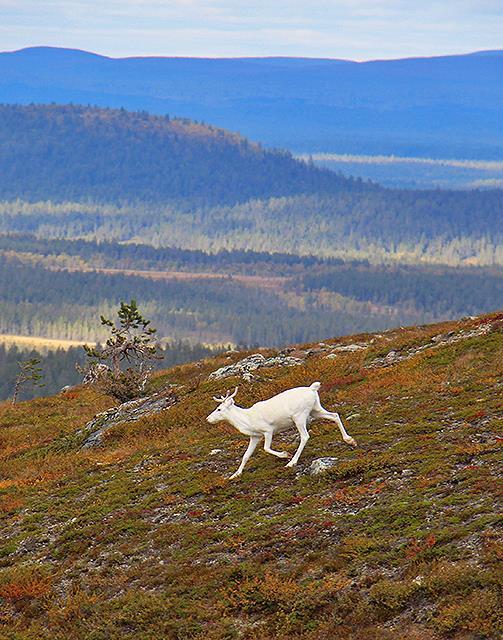 Elinvoimaa yhteistyössä Metsähallitus investoinut vuosina 2005 2017: Lapin kansallispuistojen palveluihin 21,2 milj., Pyhä-Luosto -alueeseen 6,1 milj.