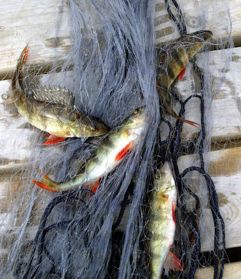 Kalastus Itä-Lapin valtion mailla Vapalupia vuosittain n. 5000 kpl, hienoista kasvua.