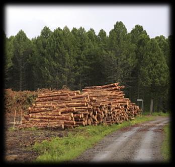Maantien rakentamisvaiheessa voidaan sopia eri asioista tiealueelta hakattavan puuston poisto- ja myyntitavasta yksityisteiden käytöstä rakentamisen aikana rakennustöistä aiheutuvien vahinkojen