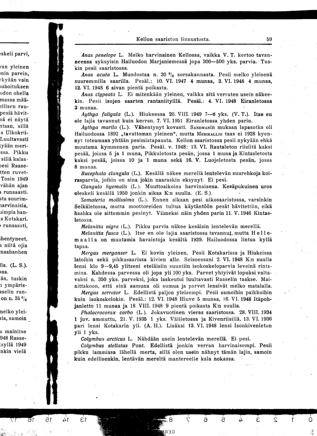 Kellon saariston linnustosta 59 Anas penelope L Melko harvinainen Kellossa, vaikka V T kertoo tavanneensa syksyisin Hailuodon Marjaniemessä jopa 300-500 yks parvia Tuskin pesii saaristossa Anas acuta