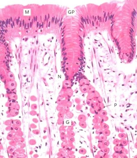 Luku 1 EPITEELIT Epiteelit peittävät elimistön pintoja, niin ulkopintaa kuin sisäisiä pintoja. Tästä nimitys peittoepiteeli. Ulkopinta on selvä: ihon epiteeli eli epidermis.