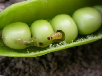 (area-wide pest management) Viljelykierrosta ei ole apua sellaisten