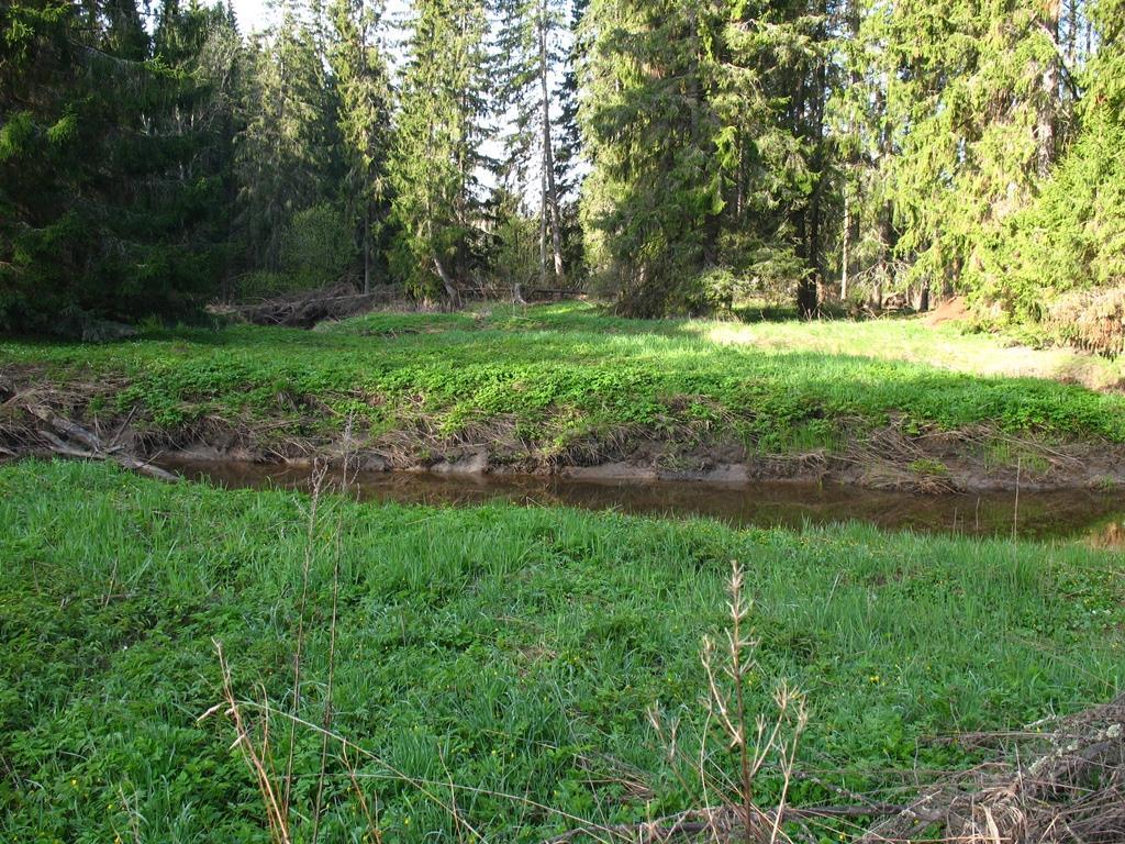 Kuva 5. Palojoen tulvatasanne keväällä. Osa-alue 6 Sähkölinjan pohjoispuolella jokilaakson rinteillä kasvaa puustoltaan varttunutta ja vanhaa kuusikkoa.