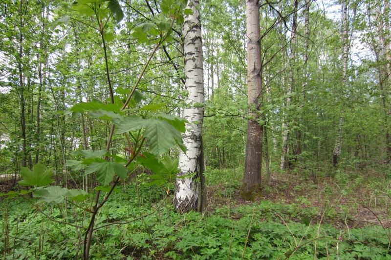 2 Selvitysalueen yleiskuvaus Selvitysalue sijoittuu alavaan osaan eteläistä Tapiolaa. Maaperä on savinen, itäreunalla on myös kuivempaa, ehkä moreenia.
