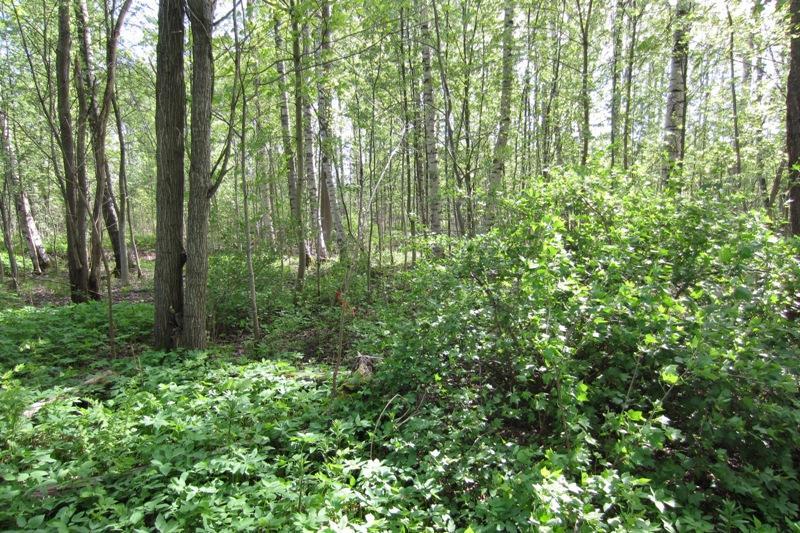 varressa lisäksi pajuja. Maanpinta on enimmäkseen vuohenputken peitossa, seassa kasvavat myös metsäalvejuuri ja ranta-alpi.