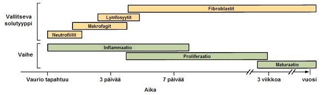 8 KUVIO 2.