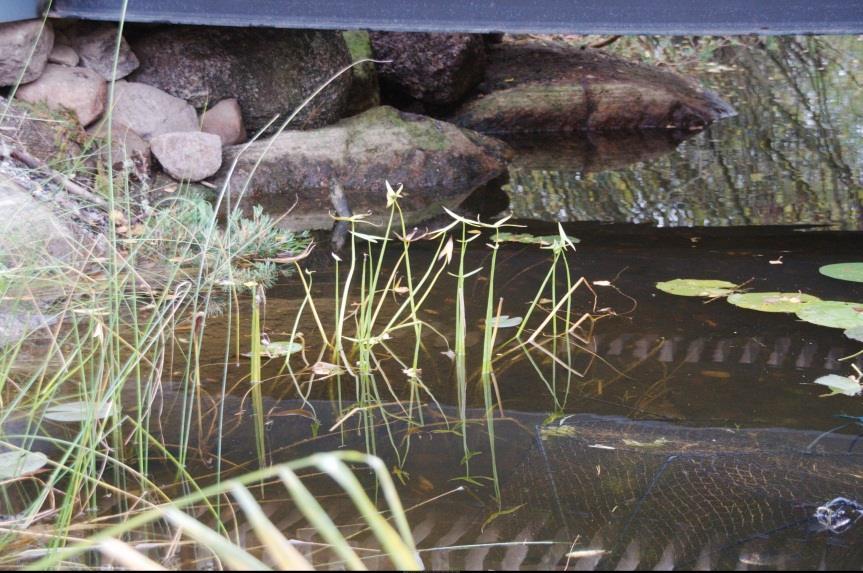 Kuva 11. Pystykeiholehti Kaarnijärven luusuassa. Pitkäjärvi Pitkäjärven rannat ovat valtaosaltaan suorantaa.